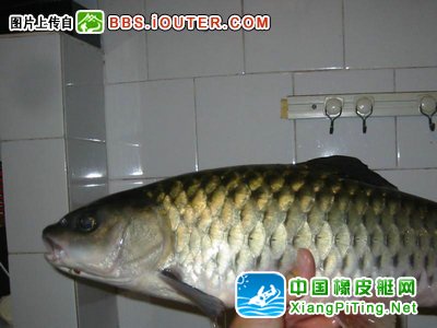 中艇V310AL+宗申T15 广西桂林 潜水捕鱼