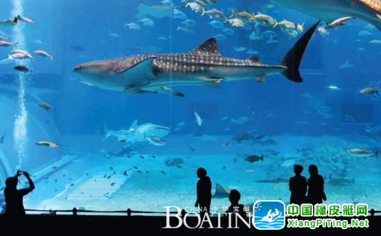 不要让美丽的海底世界将来只出现在水族馆中