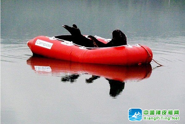 顽皮海豹躺橡皮艇中享受日光浴