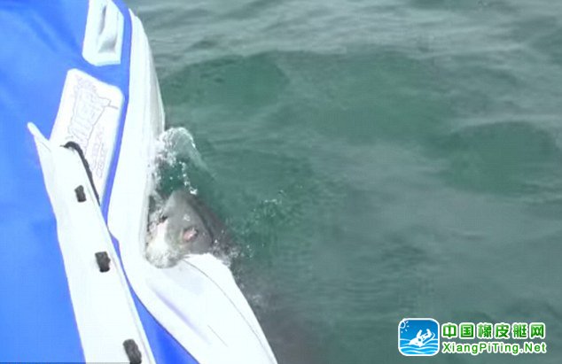 南非载人橡皮艇遭大白鲨疯狂撕咬